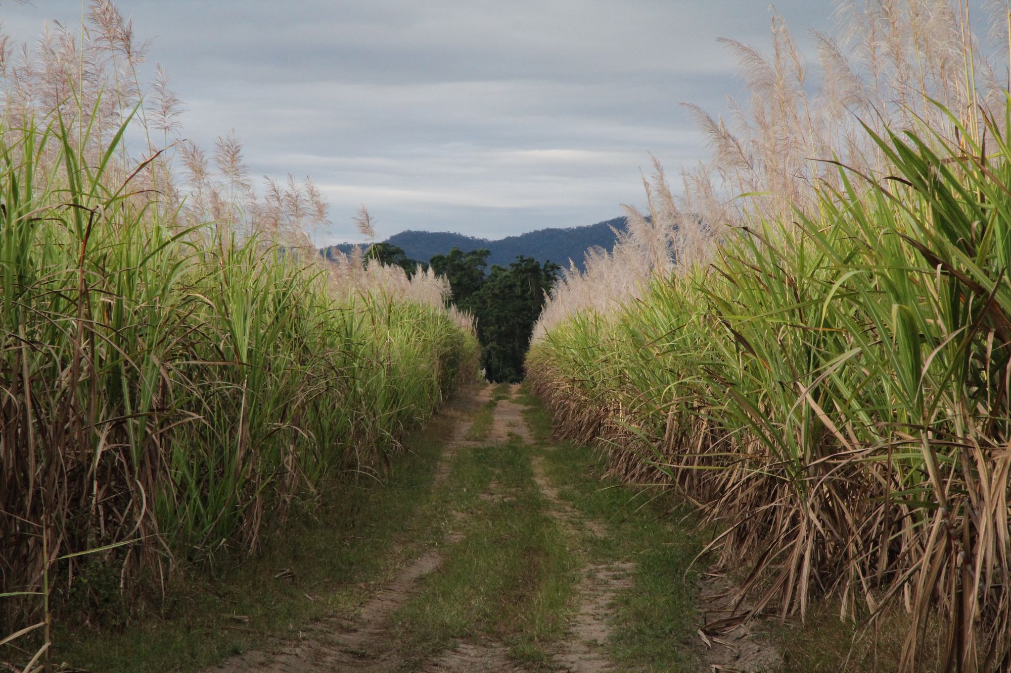 What is Kagera Sugar?